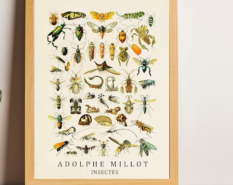 May include: A framed print of a vintage illustration of insects. The print is on a cream background with a light brown frame. The title of the print is "ADOLPHE MILLOT INSECTES".