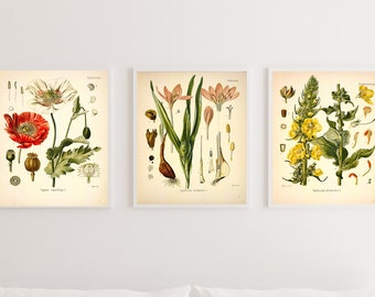 Set de impresión botánica vintage, impresión de planta de adormidera, póster de flores, conjunto de tres grabados giclée, arte de pared antigua, planta botánica vintage