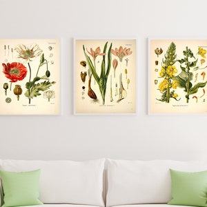 Vintage botanische Druck-Set, Schlafmohn Pflanze Druck, Blumen Poster, Set von drei Giclée-Drucken, antike Wandkunst, Vintage botanische Pflanze