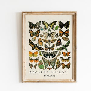 Impresión de mariposa vintage - Póster de Adolphe Millot Póster vintage Decoración de oficina Ilustración botánica Póster de mariposa Idea de regalo Arte de mariposa
