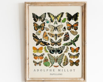 Vintage Butterfly Print - Adolphe Millot Poster Vintage Poster Office Decor Botanical Illustration Butterfly Poster Gift Idea Butterfly Art