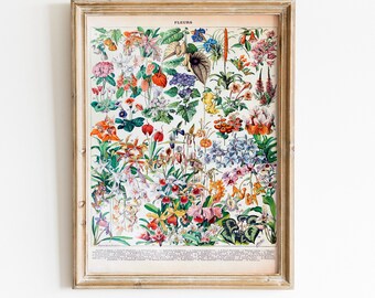 botanical print, vintage floral print, wildflower print, botanical poster, flower poster, Vintage Flower Print, Adolphe Millot Poster,