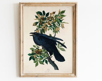 black raven Print is Antique Bird Painting best idea for wall art decor, lovebirds gift idea