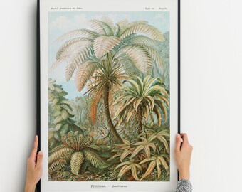 Palm tree print, Vintage Ernst Haeckel poster,Tropical illustration, palm tree wall art, Vintage wall art, vintage poster, Jungle art