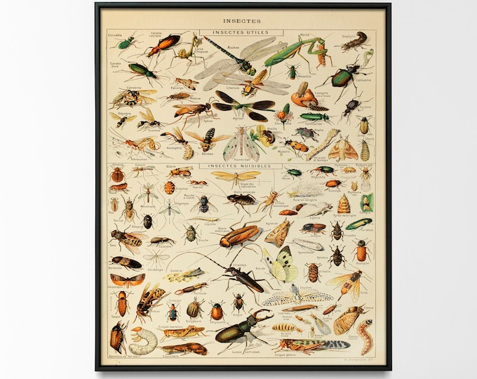 Vintage Science Print Insect painted by Adolphe Millot, Larousse Insects Chart Bugs Poster Home Decor best Gift Idea