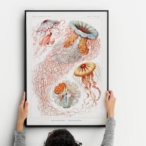 Illustrazione vintage di meduse, stampa di spugne marine, poster di Ernst Haeckel, poster di scienziati sulla vita marina, arte subacquea, arte della barriera corallina
