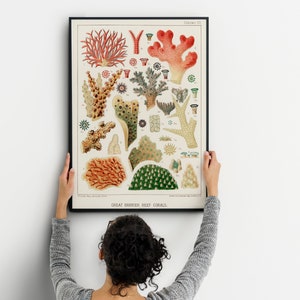 Seeleben Poster, Ozean Kunstdruck, maritimes Dekor, Larousse Adolphe Millot, Vintage Stil Wissenschaftliche Illustration, Qualle Wandkunst