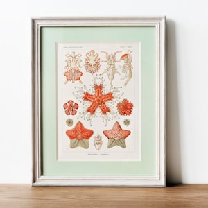 Meer Anemone Kunstdruck, Meer Anemone Poster, Korallenriff Druck, Meerestiere Print, Korallen Illustration, Flora und Fauna, Meer Leben Druck, Ozean