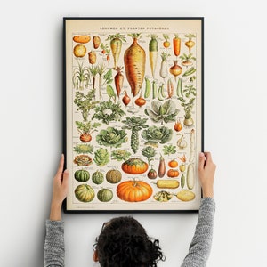 Adolphe Millot Garden Vegetables Vintage Poster, Wall kitchen Decoration Botanical Prints for your wall