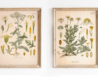 Vintage bloemenprints, 2 botanische posters