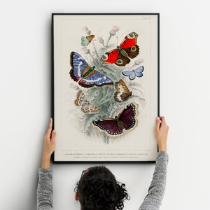 Butterfly wall poster with  Moth Art Print best wall decoration Nature illustration  Educational Print Butterfly Print