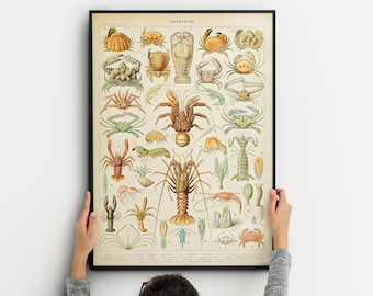 Vintage kräftdjurstryck - Adolphe Millot, Sea Life Science affisch