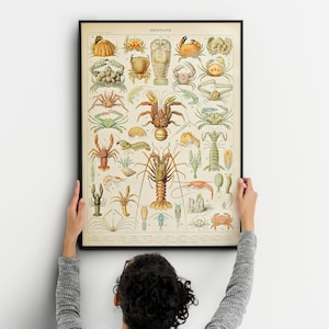 Lámina científica vintage - Ilustraciones de Larousse - Póster de Adolphe Millot - Póster de crustáceos - Decoración - Langostas - Cangrejos - Vida marina