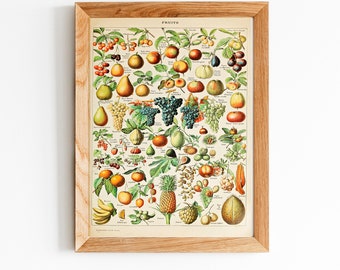 Adolphe Millot Fruits Poster – Vintage Botanical Print