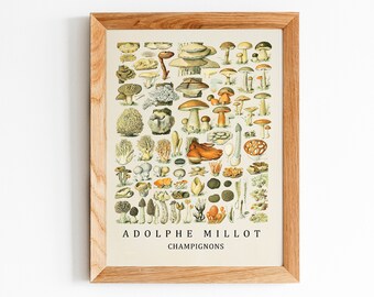 Adolphe Millot Mushroom Poster, Vintage Botanical Print