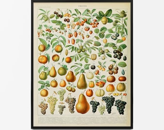 Vintage Fruit Print 1909, Adolphe Millot Poster, Home Decor, Botanical Print, Fruit Print, Gift Idea, Millot Fruits, Vintage Poster, Fruits