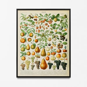 Vintage fruta impresión 1909, Adolphe Millot cartel, decoración del hogar, impresión botánica, impresión de frutas, idea de regalo, frutas de Millot, cartel vintage, frutas