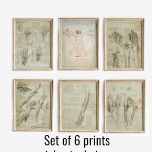 Set of 6 prints Leonardo Da Vinci The Vitruvian Man, set of 6 Vintage Anatomy Poster, set of 6 Anatomy Art, Leonardo da Vinci posters