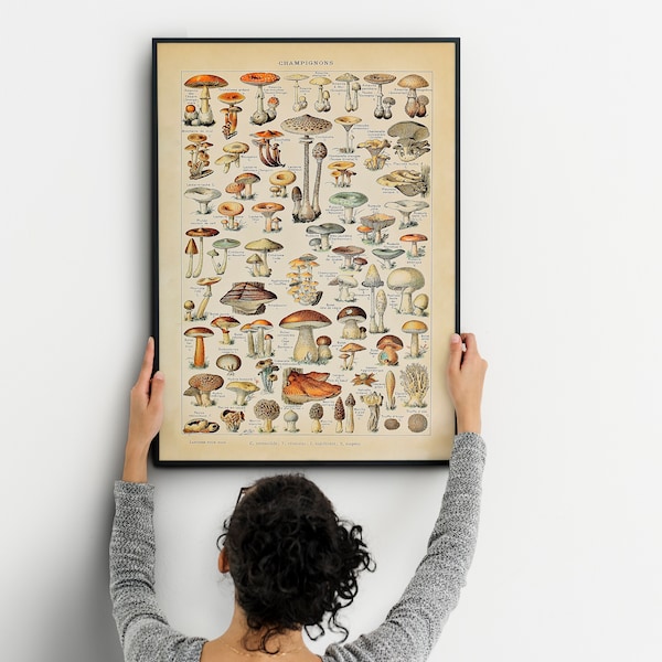 Affiche botanique champignons, affiche alimentaire, impression champignons, affiche Adolphe millot, autocollant mural végétalien, imprimé botanique vintage