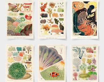 Sea Life Scientific Illustration Prints, Marine Algae Poster Set