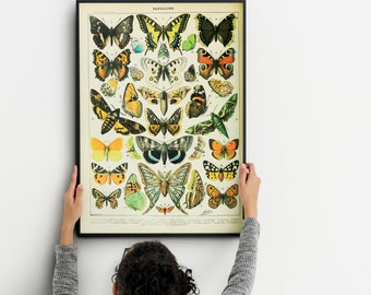 Vintage Butterfly Print Adolphe Millot Poster Vintage Poster,  Botanical Illustration Butterfly Poster Farmhouse decoration wall art