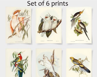 Vintage Audubon Bird Prints, Set of 6, Coastal Wall Art