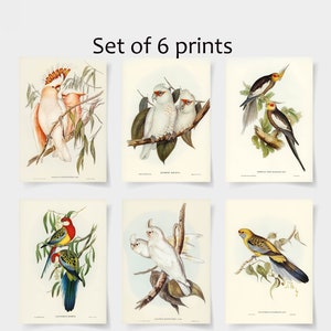 Audubon Birds juego de 6 grabados, Vintage Audubon American Pelican, Flamingo Print, Flamingo Illustration, Great blue Heron Print,