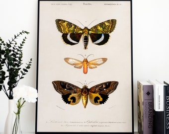 Vintage Butterfly Art Print, Rustic Farmhouse Wall Decor