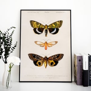 Vintage Butterfly Wall Art, Butterfly Art Prints, Butterfly Decor, Butterfly Wall Art, Rustic Butterfly Art, Farmhouse Art Prints, Butterfly