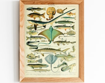 Puede incluir: Una impresión vintage enmarcada que presenta una ilustración detallada de varias especies de peces. La obra de arte, con la palabra "POISSONS" en la parte superior, muestra una variedad de vida acuática en un estilo clásico y educativo, enmarcada en un marco de madera marrón claro.