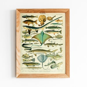 Cartel de vida marina, arte oceánico, impresión de Larousse Adolphe Millot, ilustración científica de estilo vintage arte vida marina, decoración costera, vida marina