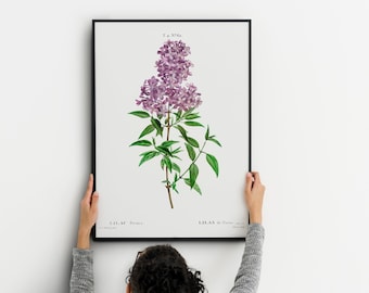 Vintage Flower Print Lilac Poster, vintage flower poster, Vintage Wall Decoration. Botanical Prints, Flowery Decor for Kitchen poster