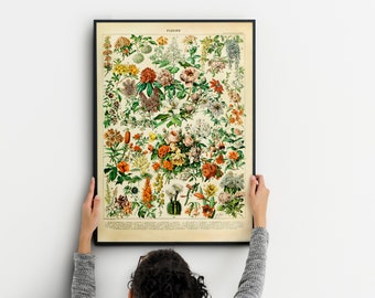 herb prints  painted by Adolphe Millot, vintage flower poster, botanical garden print, Home Decor Botanical Romantic Floral Illustration