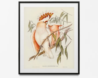 Vintage Birds of America Print, Parrot & Hummingbird Tropical Art