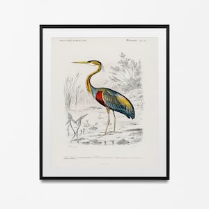 Heron Print, Antique Animal Painting, Vintage Drawing, Nautical Living Room, Wall Art Decor, Birds vintage illustrations, birds lover gift