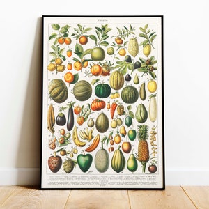 Adolphe Millot Botanical Prints, Fruits and Vegetables Poster Set image 5