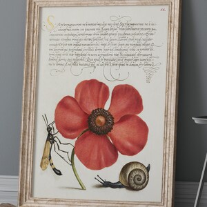 flores do prado de papoula, flor de impressão de caligrafia, carta barroca, pôster de caligrafia, pôster vintage, arte vintage