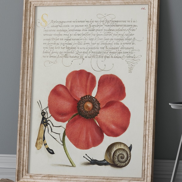fleurs de prairie de pavot, fleur d’impression de caligraphie, lettre baroque, affiche de calligraphie, affiche de cru, art millésimé