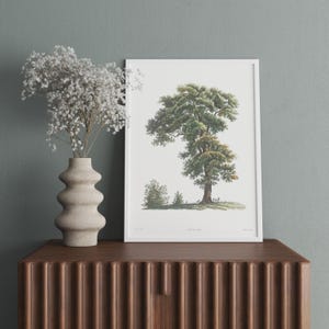 Vintage tree art, Tree wall art, Vintage decor, Tree illustration, Antique tree art