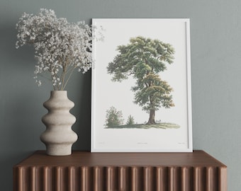 Lámina artística de árbol vintage, ilustración botánica, decoración antigua