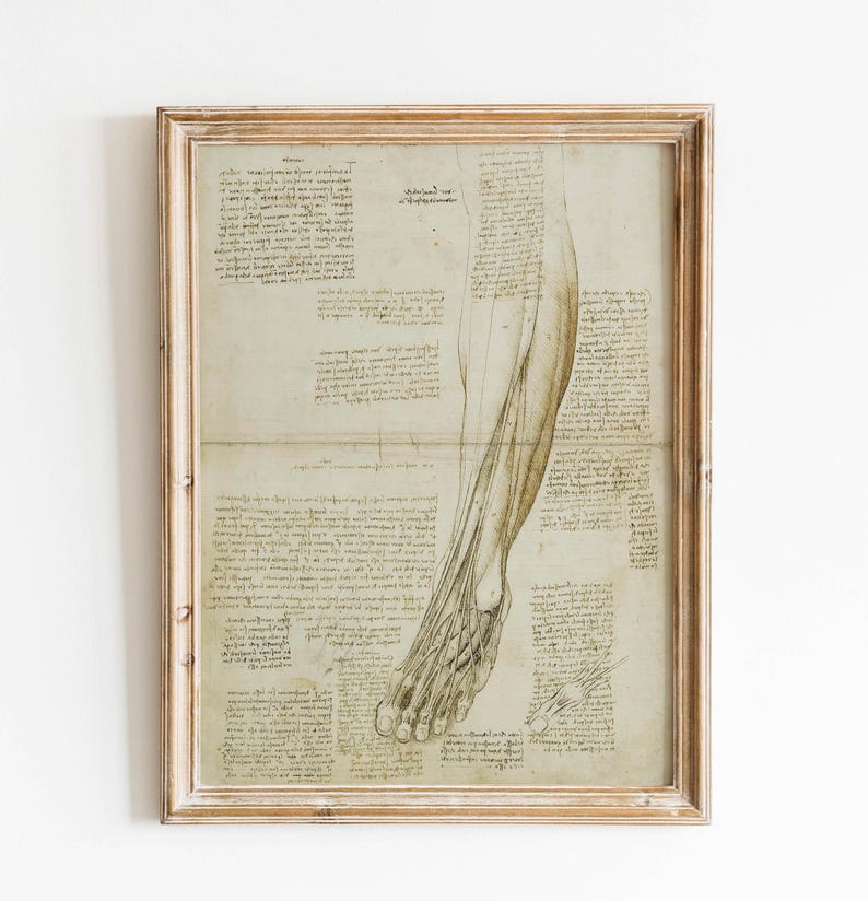Leonardo da Vinci Vitruvian Man anatomy poster vintage prints da vinci drawings sketch Leonardo da Vinci medical anatomy wall art wall decoration da vinci prints anatomy illustration muscular system studies giclée archival