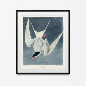 Audubon Vogel Druck, Audubon Hering Möwe Druck, Vintage Vögel Giclée-Druck, rustikale Dekor, Home Office Dekor, Küstenkunst, Meer Vogel Druck