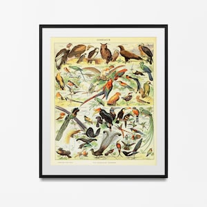 Vintage Bird Print, Adolphe Millot Vintage French Larousse Print, Litograph Birds Larousse, Encyclopidia Bird poster Ornothological print
