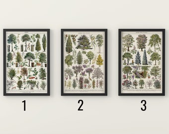 Vintage Tree Species Botanical Print, Forest Wall Art