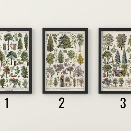 Vintage Tree Print French Tree Poster Botanical Print - Etsy