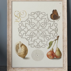 Victorian poster, Vintage Poster, Mira Calligraphiae Monumenta, Georg Hoefnagel