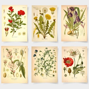 botanical print Botanical poster set of 6 flowers, Botanical Prints Wildflower, Floral Wall Art, Vintage garden poster, floral art,