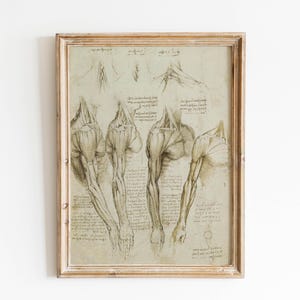 Leonardo da Vinci anatomical sketches vintage prints da vinci drawings Leonardo da Vinci anatomy poster medical anatomy wall art wall decoration da vinci prints anatomy illustration sketch Vitruvian Man muscles bones giclée print