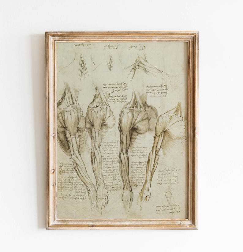 Leonardo da Vinci anatomical sketches vintage prints da vinci drawings Leonardo da Vinci anatomy poster medical anatomy wall art wall decoration da vinci prints anatomy illustration sketch Vitruvian Man muscles bones giclée print
