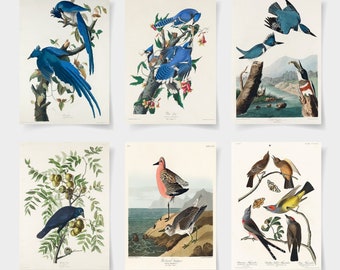 Puede incluir: Un conjunto de seis ilustraciones de aves vintage, que incluyen un arrendajo azul, un trepador azul, un pájaro azul, un martín pescador, un mirlo y un gorrión. Las ilustraciones son de estilo clásico con dibujos detallados y colores vibrantes.
